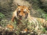 Puerto Rico Zoo Dr Juan A. Rivero  - MAYAGÜEZ